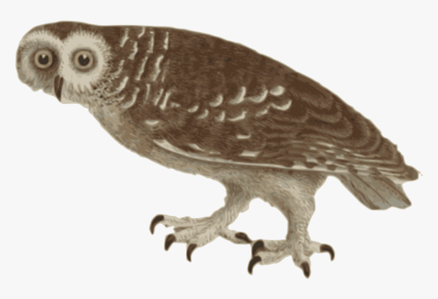 Black And White Owl Computer Icons Beak - Screech Owl, HD Png Download, Free Download