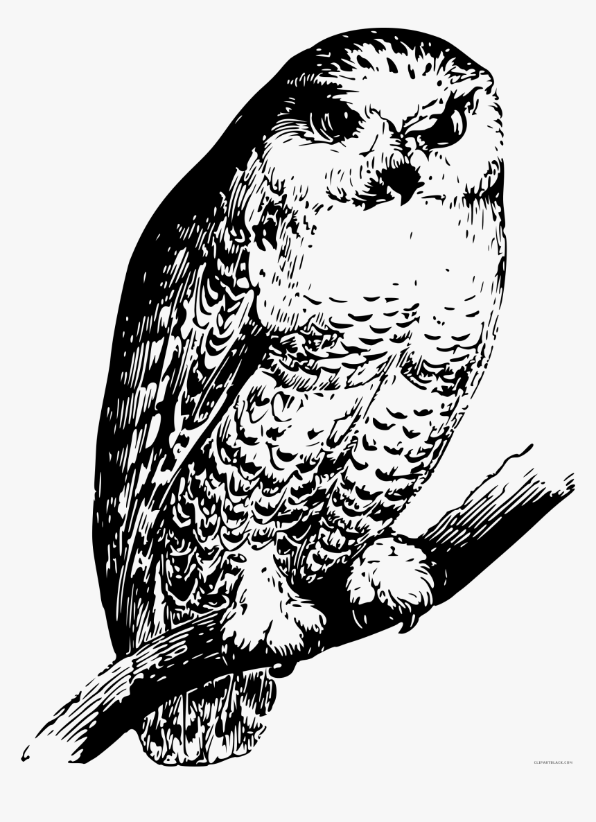 Black And White Owl Clipart - Owl, HD Png Download, Free Download