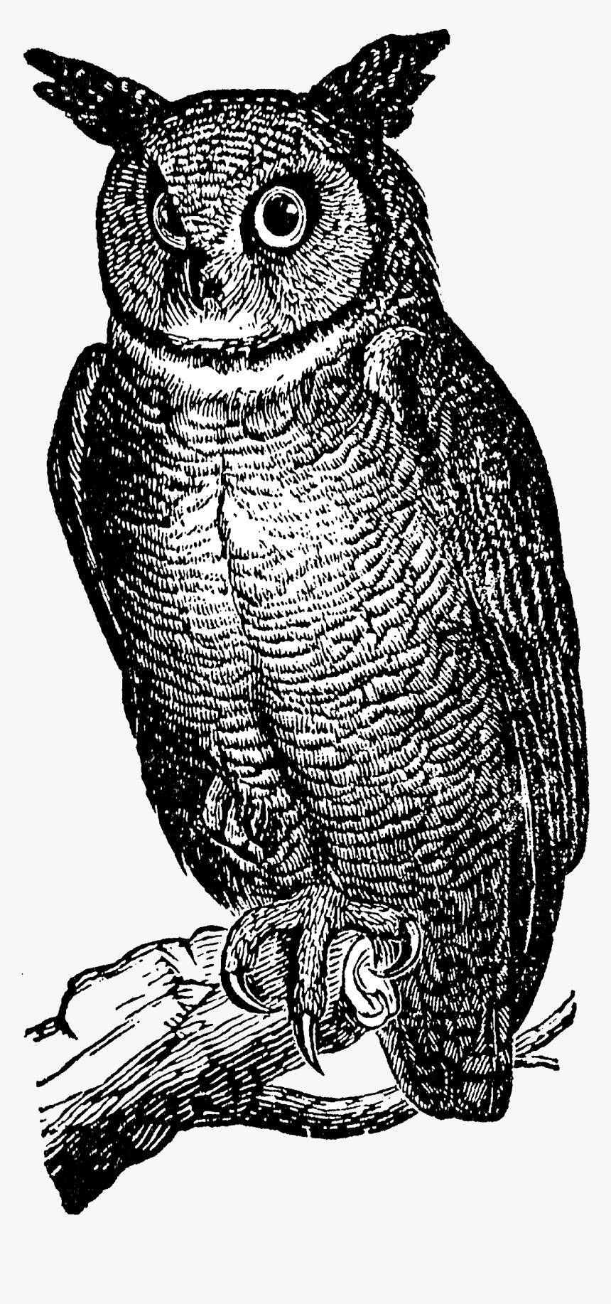 1754 Horned Owl Free Vintage Clip Artread More - Screech Owl, HD Png Download, Free Download