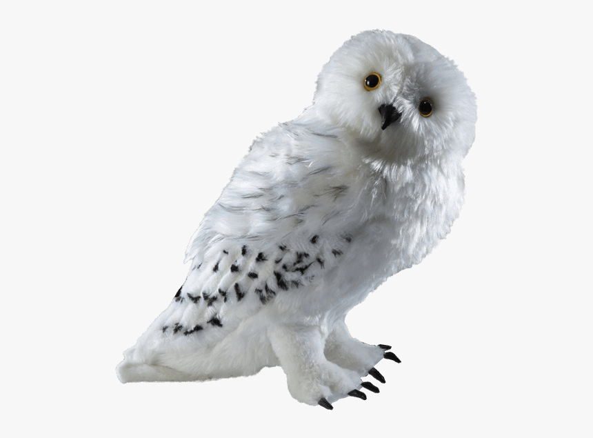 Harry Potter Owl Png, Transparent Png, Free Download