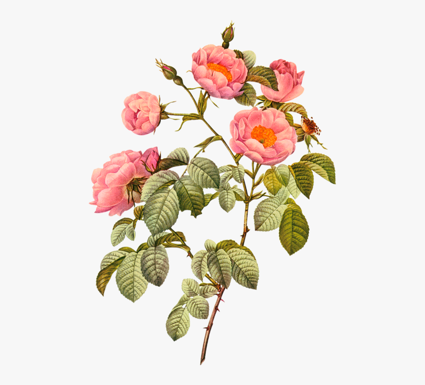 Botany Plant Flower Illustration Flowering Botanical - Rosa Mollessima By Pierre Joseph Redoute, HD Png Download, Free Download