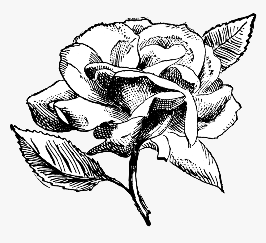 Clip Art Flower Illustration Black And White - Black And White Rose Transparent Background, HD Png Download, Free Download