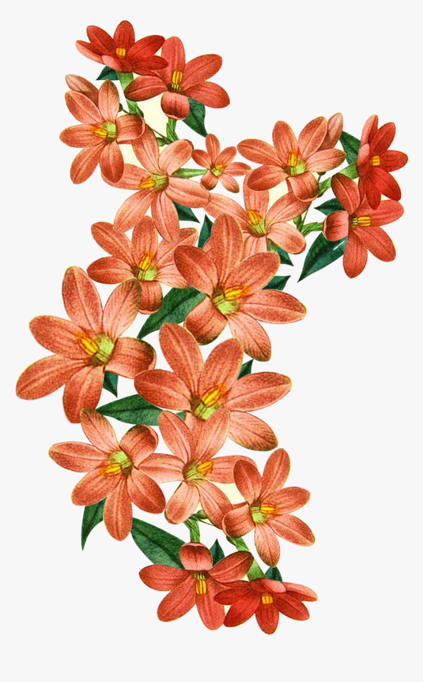 Vector,flower,vector Art,flower Vector,vector Flower - Alstroemeriaceae, HD Png Download, Free Download