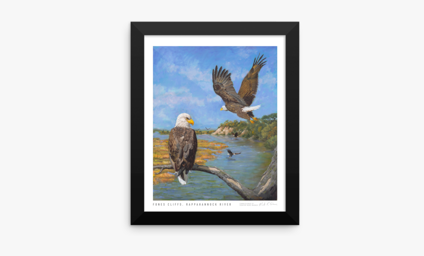 Bald Eagle, HD Png Download, Free Download