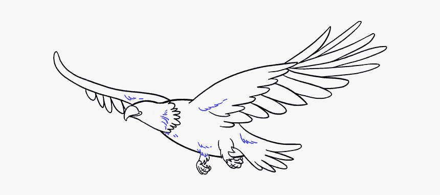 soaring eagle sketch