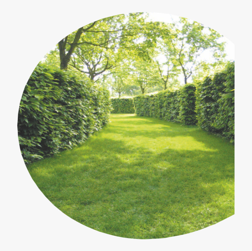 Looking For A Reliable Company To Cut Your Hedge Or - Hedge, HD Png Download, Free Download