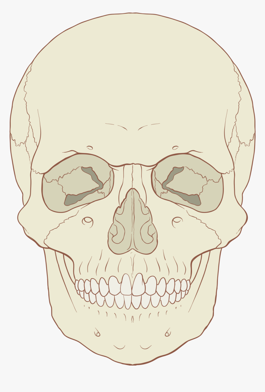 Anterior Of Human Skull, HD Png Download, Free Download