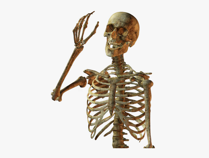 Calavera Human Skull Skeleton Free Download Png Hd - Skeleton Png, Transparent Png, Free Download