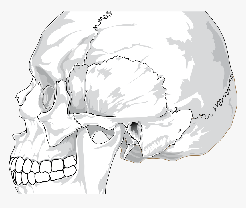 Human Skull Side View Drawing , Transparent Cartoons - Human Skull Side View Drawing, HD Png Download, Free Download