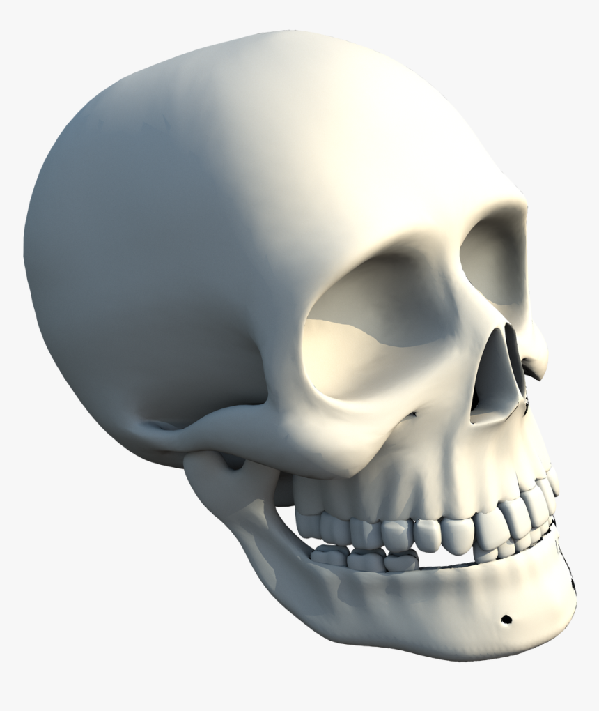 The Skull Of Human - Skull, HD Png Download, Free Download