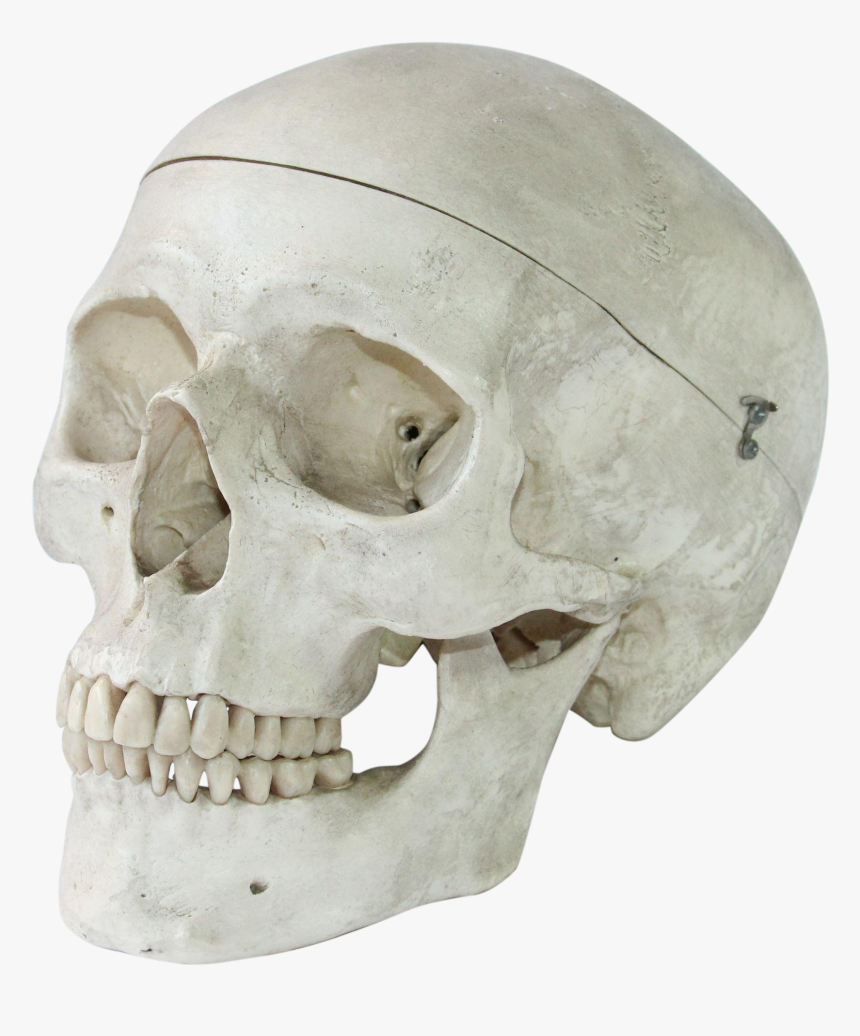 Vintage Anatomical Model Of A Human Skull - Skull Anatomical Transparent, HD Png Download, Free Download