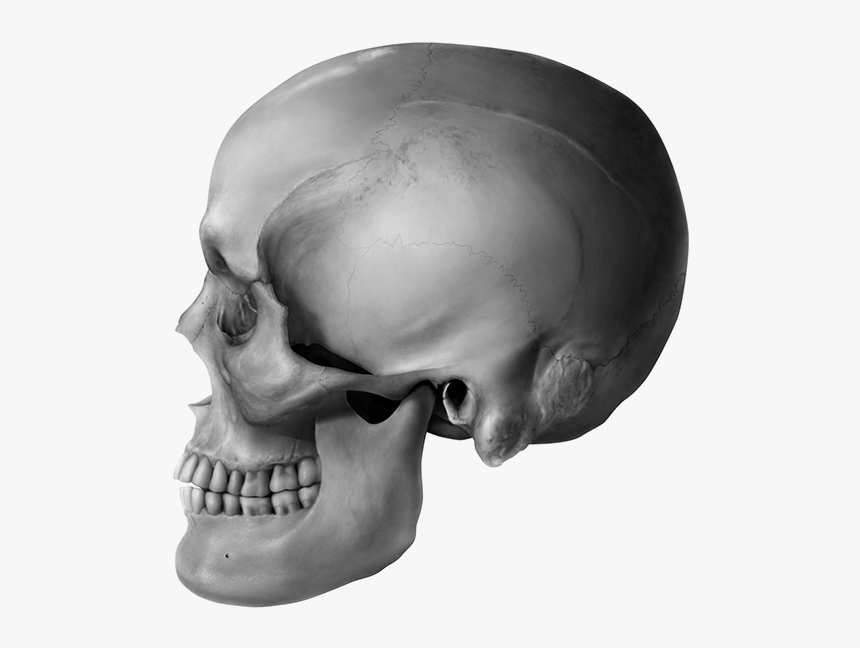 Skull, HD Png Download, Free Download