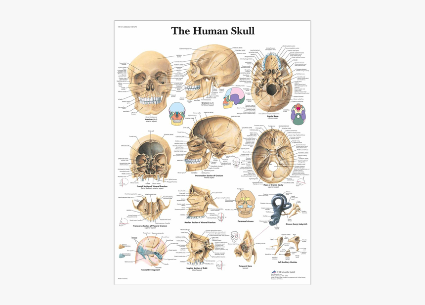 Anatomical Chart - Human Skull - Human Skull Anatomical Chart, HD Png Download, Free Download