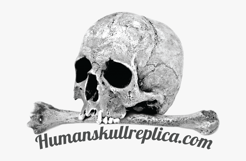 "
 Class="imageright - Skull, HD Png Download, Free Download