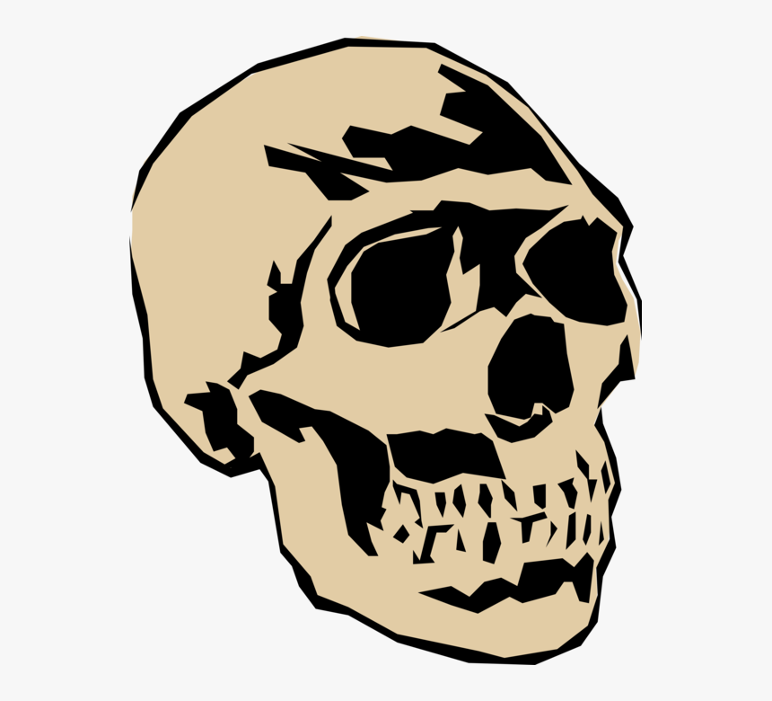 Vector Illustration Of Human Skull Head - Skull, HD Png Download, Free Download