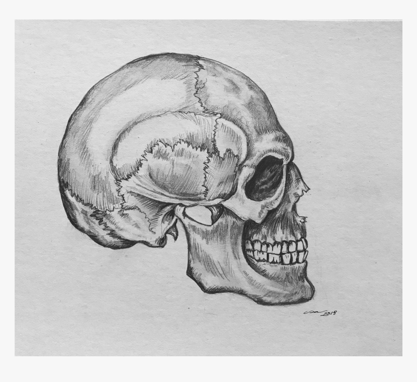 Side Drawing Skull - Human Anatomy Skull Drawing, HD Png Download, Free Download