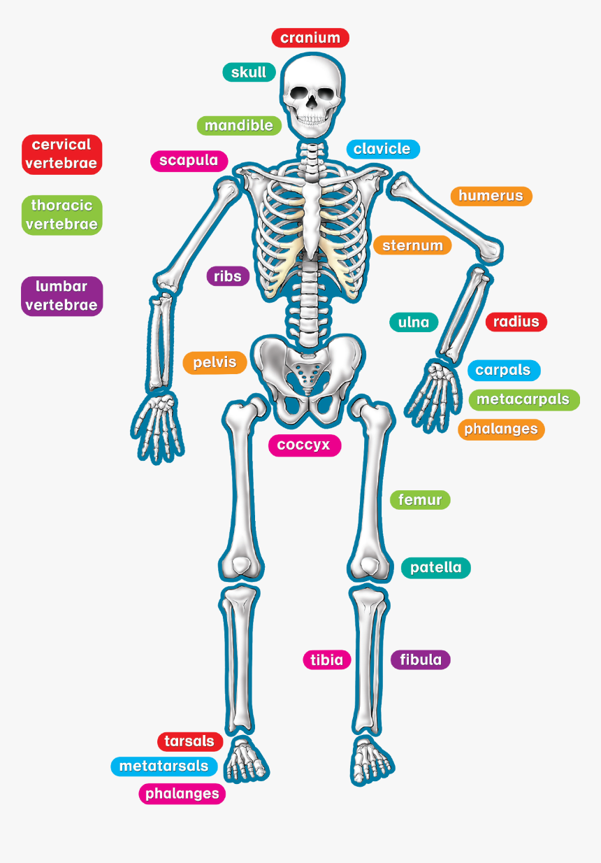 Human Skeleton, HD Png Download, Free Download