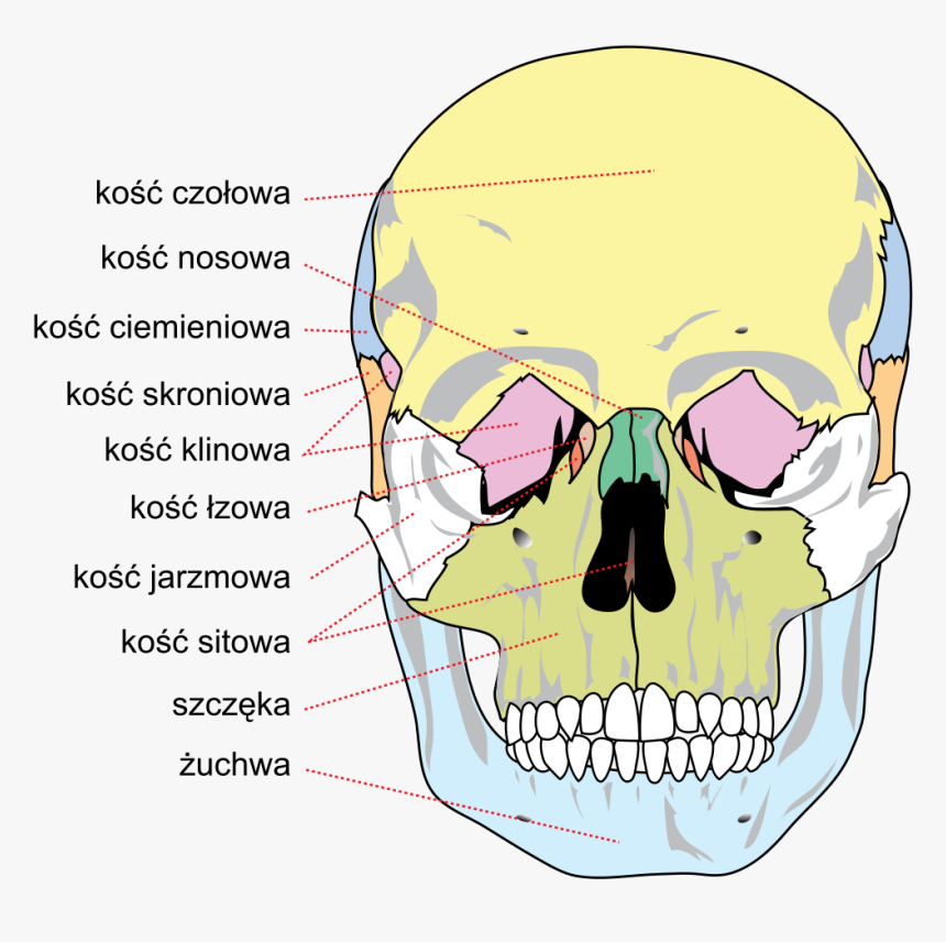 Human Skull Front Bones Pl - Blank Human Skull Diagram, HD Png Download, Free Download
