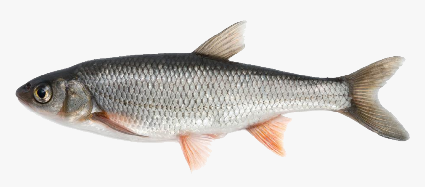 Fish Png Image - Fish Available In India, Transparent Png, Free Download