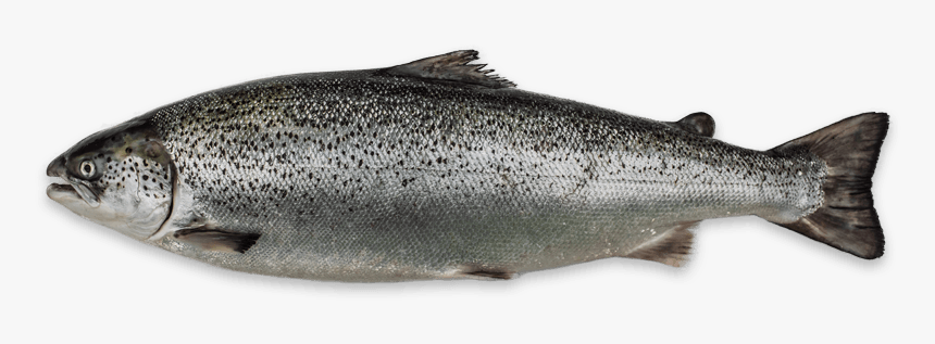 Salmon Png Transparent - Scottish Salmon Fish, Png Download, Free Download