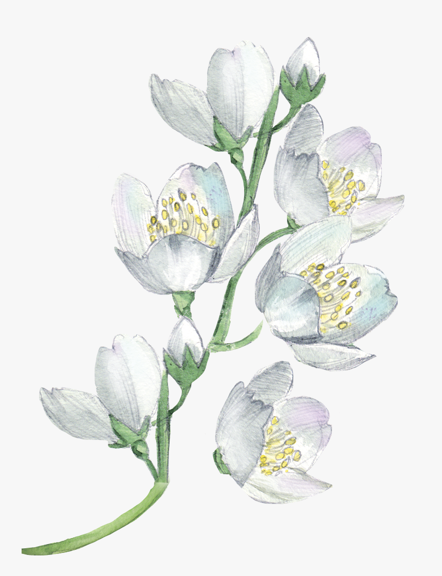 White Flowers Watercolor Painting Flower Floral Design, HD Png Download, Free Download