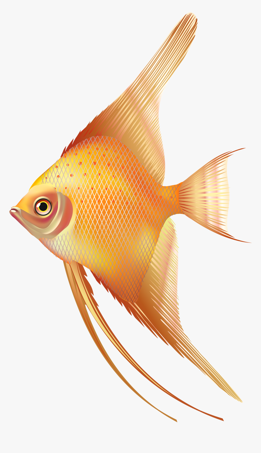 Nice Png Clipart Best - Fish Aquarium Png, Transparent Png, Free Download