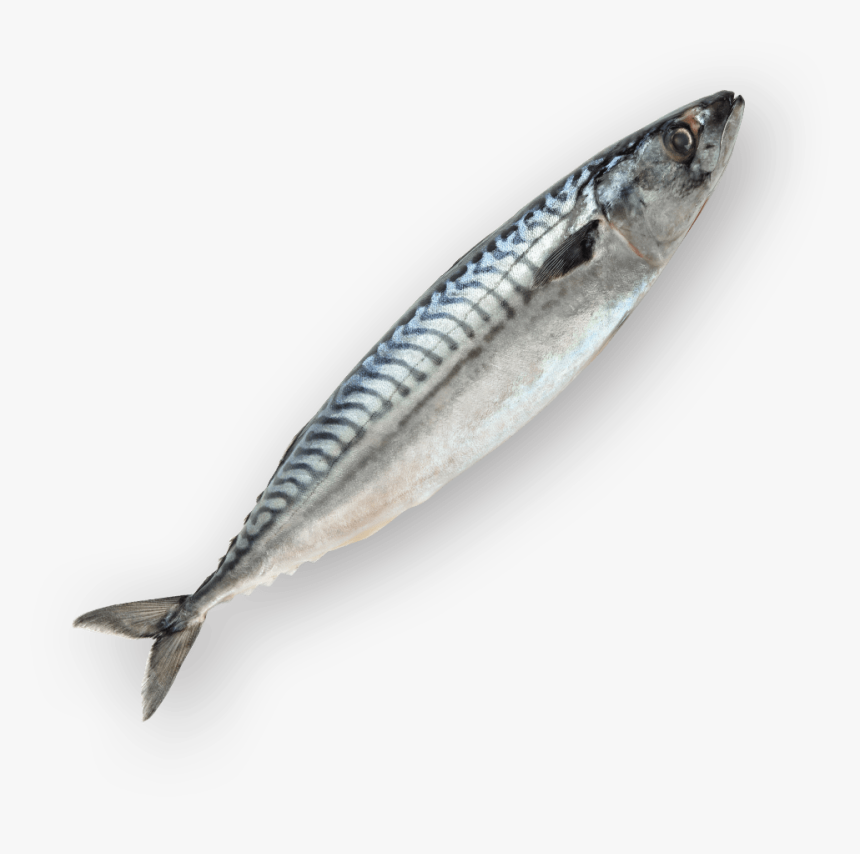 In Kanazawa House - Pacific Saury, HD Png Download, Free Download