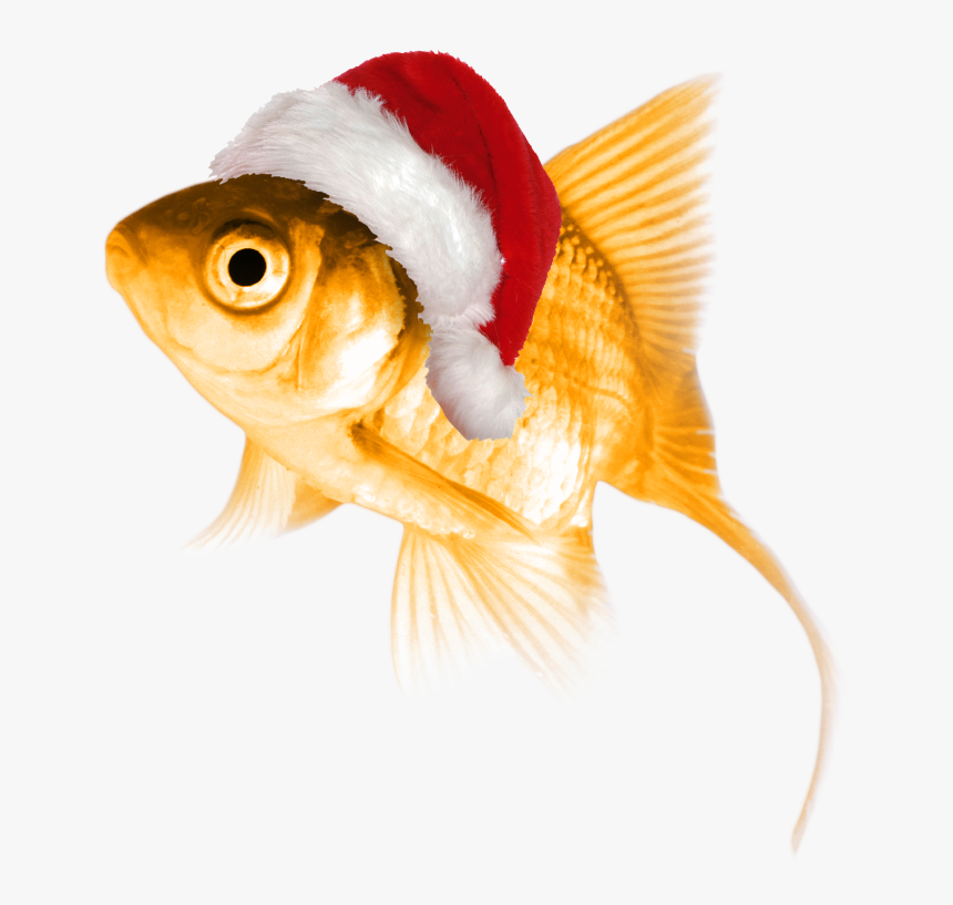 Fish With Christmas Hat, HD Png Download, Free Download