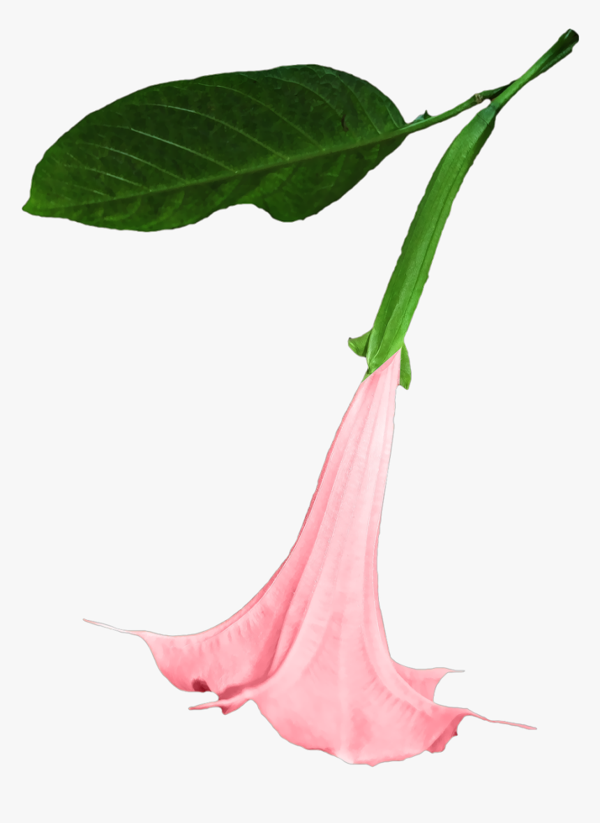 Datura Png Flower Free Picture - Datura Png, Transparent Png, Free Download