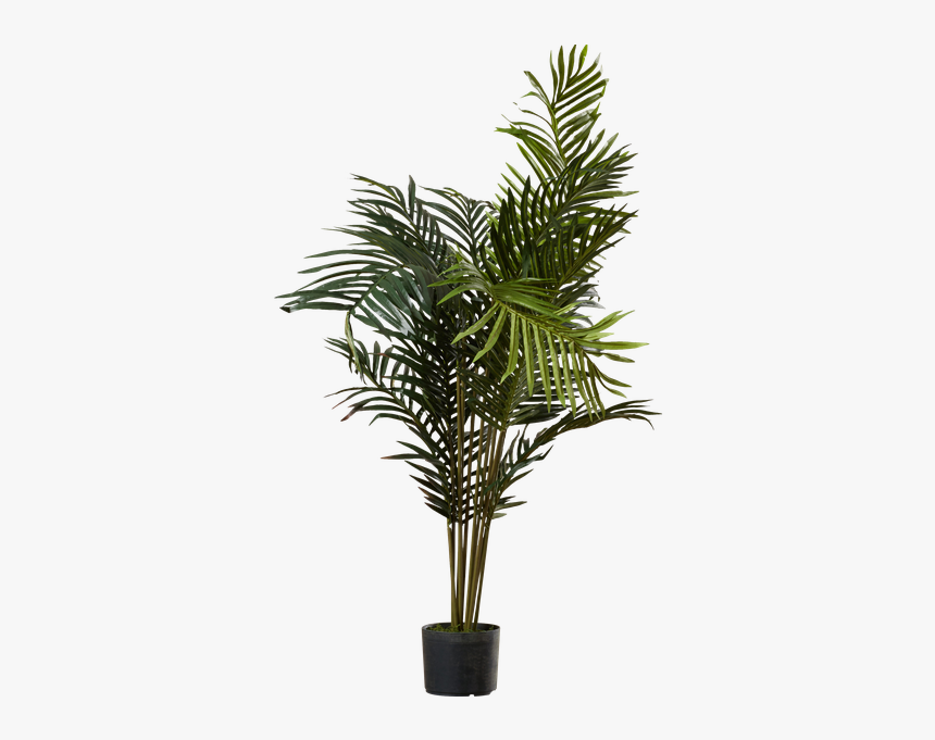 Black Hammock Palm Tree With Pot By Beachcrest Home - Palm Trees, HD Png Download, Free Download