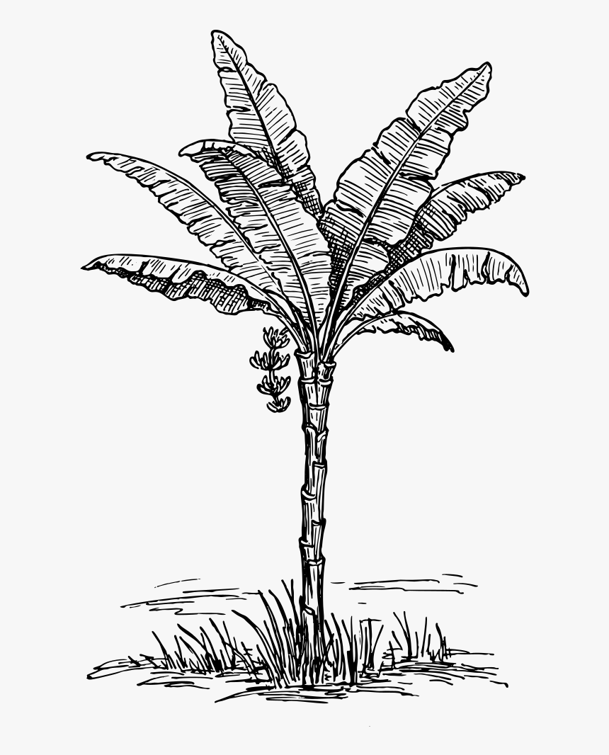 Vintage Palm Tree Line Art - Palm Illustration Png Vintage, Transparent Png, Free Download