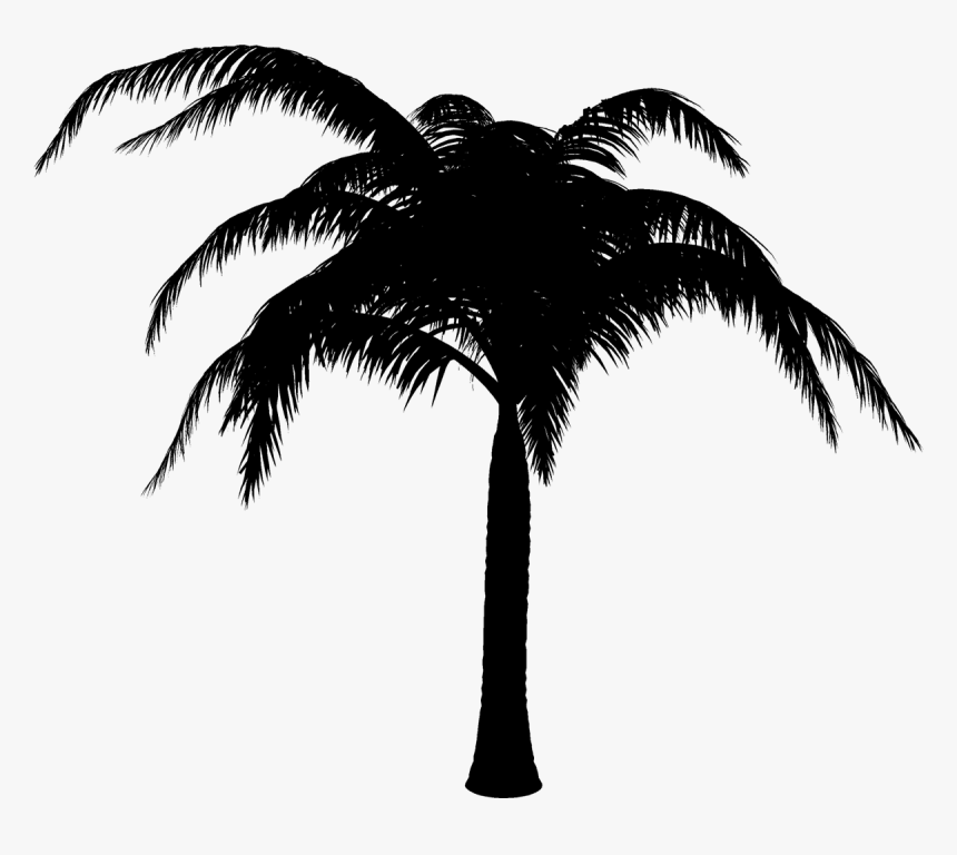 Palm Trees Black & White - Attalea Speciosa, HD Png Download, Free Download