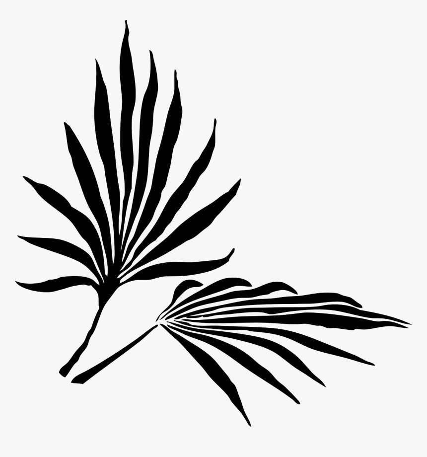 Black Palm Tree Png, Transparent Png, Free Download