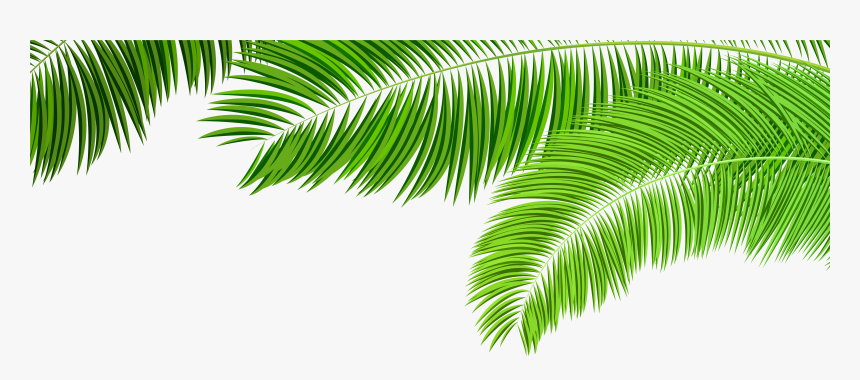 Black And White Tree Png For Free Download On - Transparent Palm Tree Leaves, Png Download, Free Download