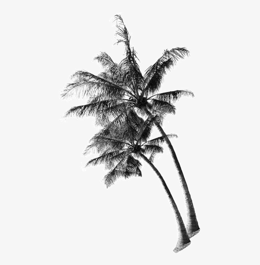 Coconut Tree Png, Transparent Png, Free Download