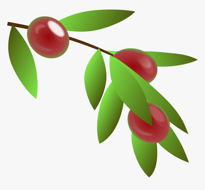 Rama De Cafe Vector Clipart , Png Download - Plantas De Cafe Png, Transparent Png, Free Download