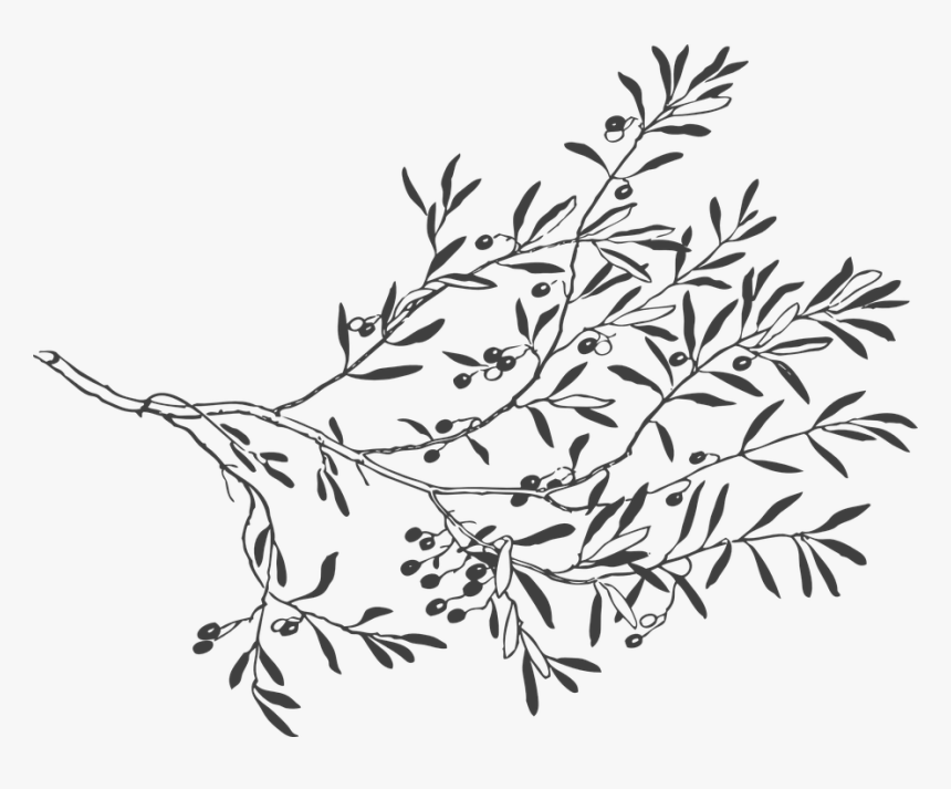 Transparent Ramas Vectores Png - Leaves And Branches Drawing, Png Download, Free Download