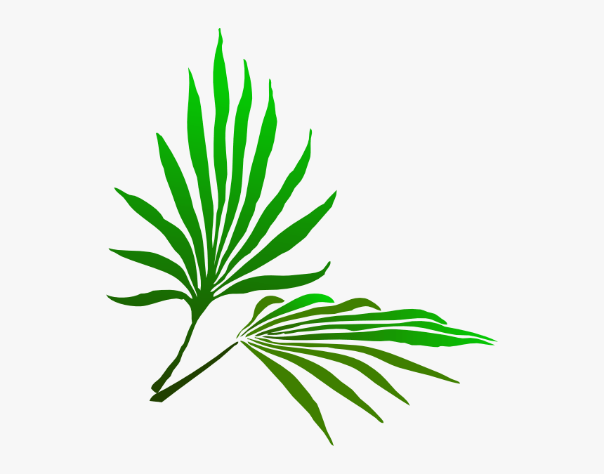 Sukkot Palm Branch Clip Arts - Palm Frond Clip Art, HD Png Download, Free Download