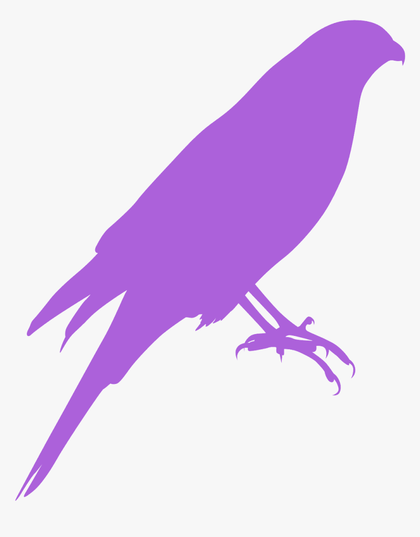 Perching Bird, HD Png Download, Free Download