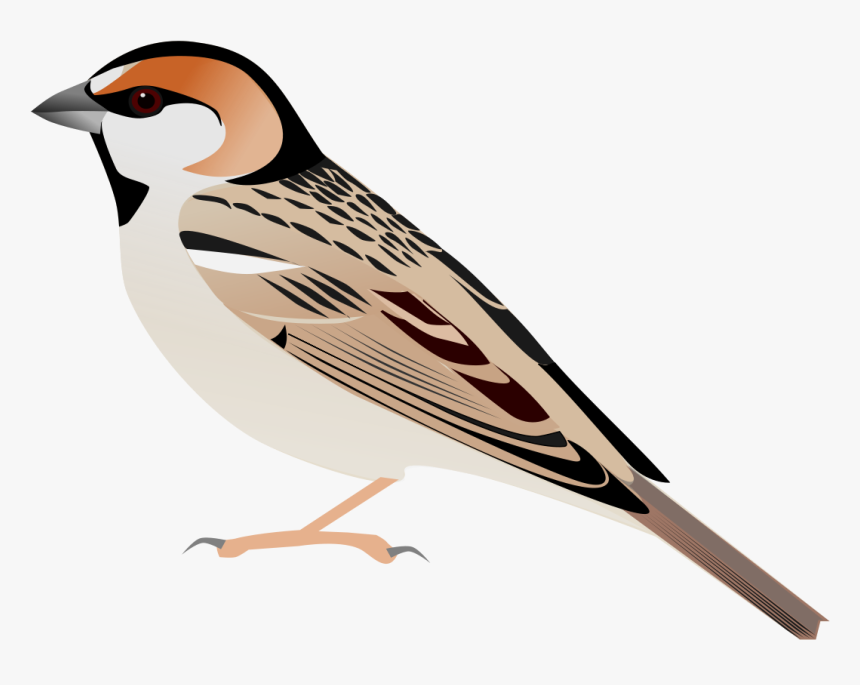File - Saxaulsparrownominate - Svg - Old World Sparrow, HD Png Download, Free Download
