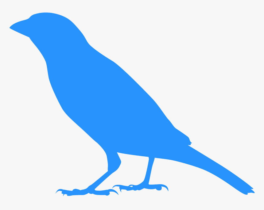 Scrub Jay, HD Png Download, Free Download