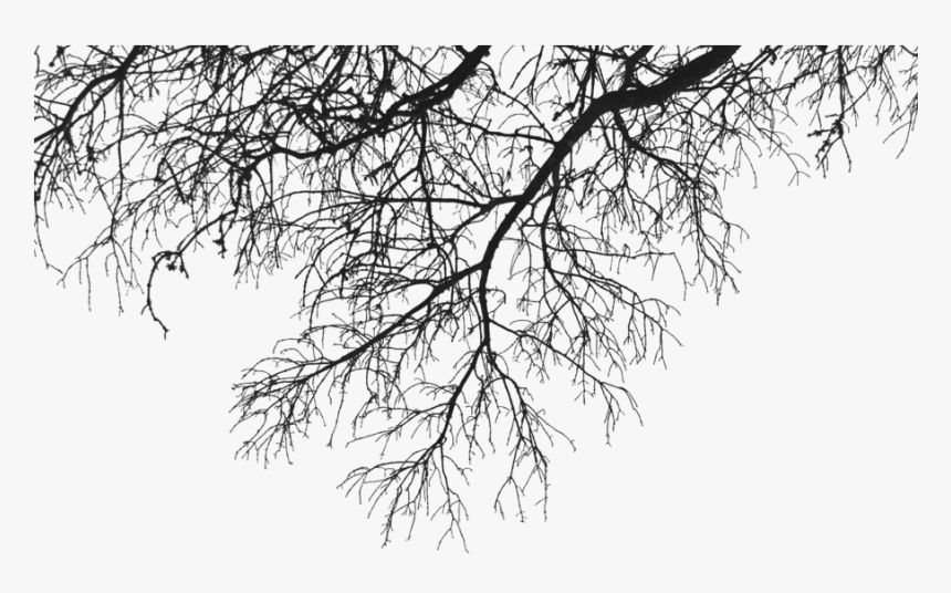 Branch Deco Up Clip Arts - Branches Of Trees Png, Transparent Png, Free Download