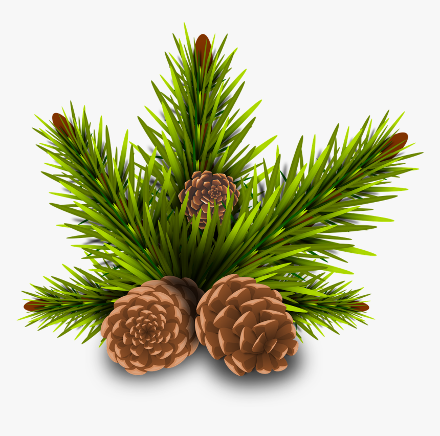 Forest, Pinheiro Pine Cones Tree Branch Rama Leave - Hojas De Pino Png, Transparent Png, Free Download