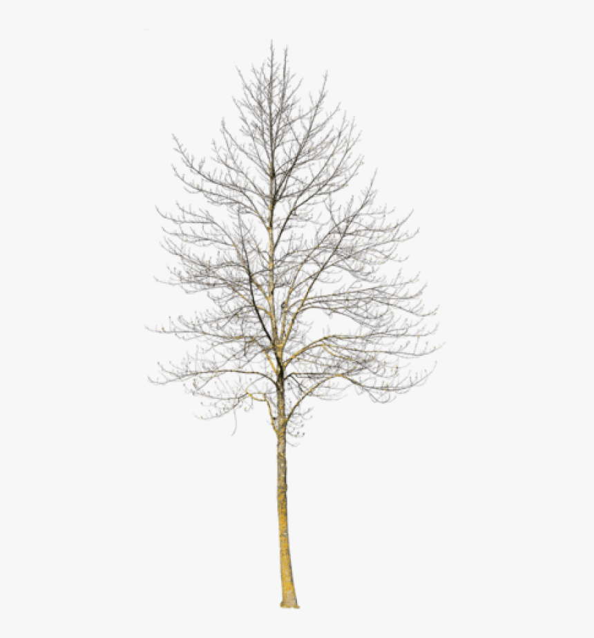 Deciduous Tree Winter Iii - Winter Tree Cut Out, HD Png Download, Free Download