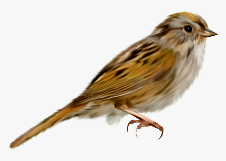 Sparrow Png, Transparent Png, Free Download