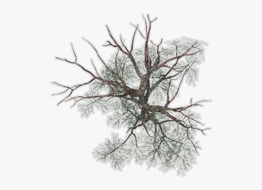 Top View Png Tree Plan, Transparent Png, Free Download