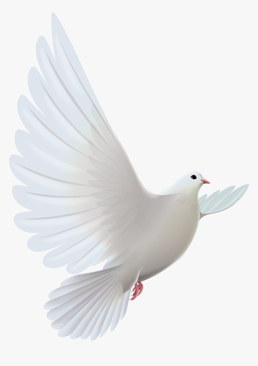 White Dove Transparent Png Clipart - Dove Transparent Background, Png Download, Free Download