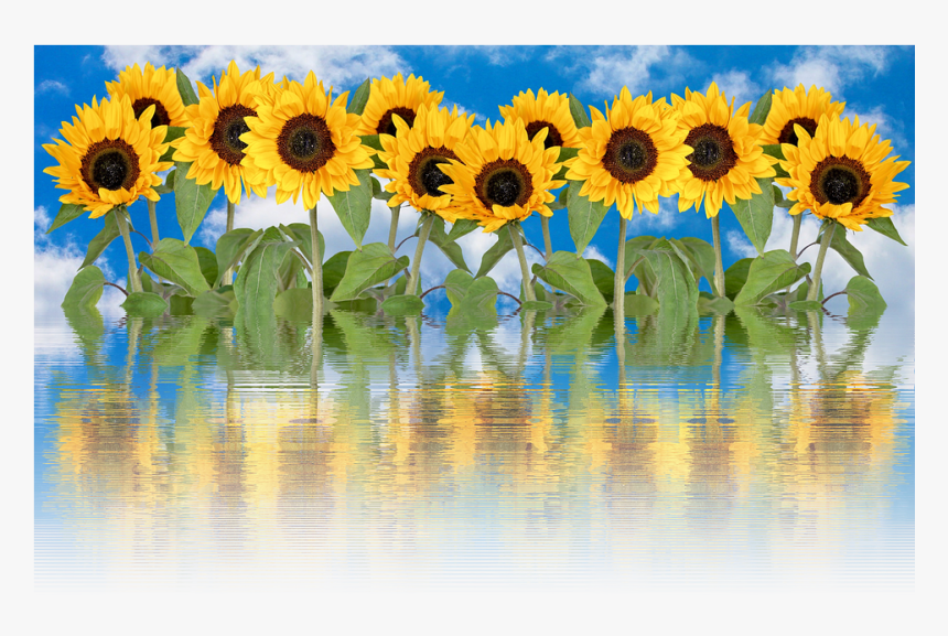 Transparent Sunflower Emoji Png - Common Sunflower, Png Download, Free Download