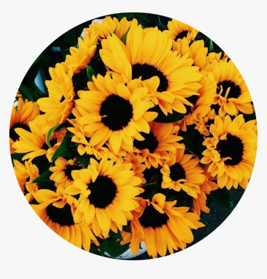 Sunflowers Png Transparent Tumblr - Golden Yellow Yellow Aesthetic, Png Download, Free Download