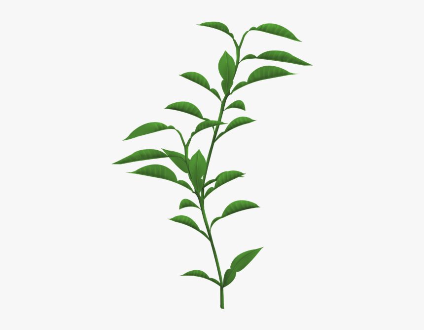 Leave Plant Transparent Background, HD Png Download, Free Download